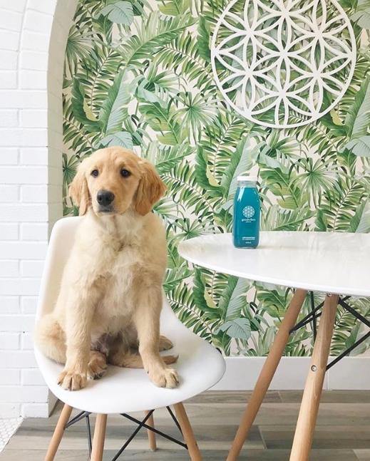 2744-24136 Brewster Palm leaves Banana Leaf White Green Tropical Wallpaper - wallcoveringsmart